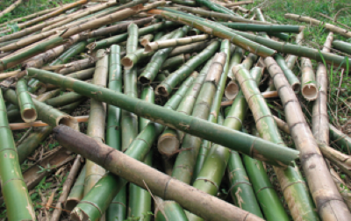 Gyampomani Nkosuohene encourages bamboo processing